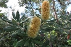 Banksia integrifolia IMG_8411_juliahazel