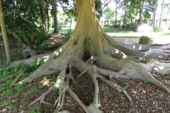 Ficus variegata IMG_8503_juliahazel