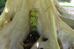 Ficus variegata IMG_8505_juliahazel