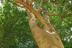 Ficus variegata IMG_8506_juliahazel