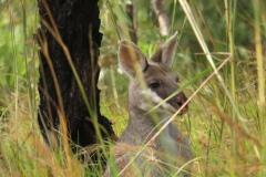 IMG_2505_Macropus_parryi_whiptail_wallaby_pretty_face_wallaby_juliahazel
