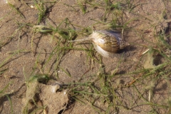 IMG_9947ca_pallarenda_gastropod_among_seagrass